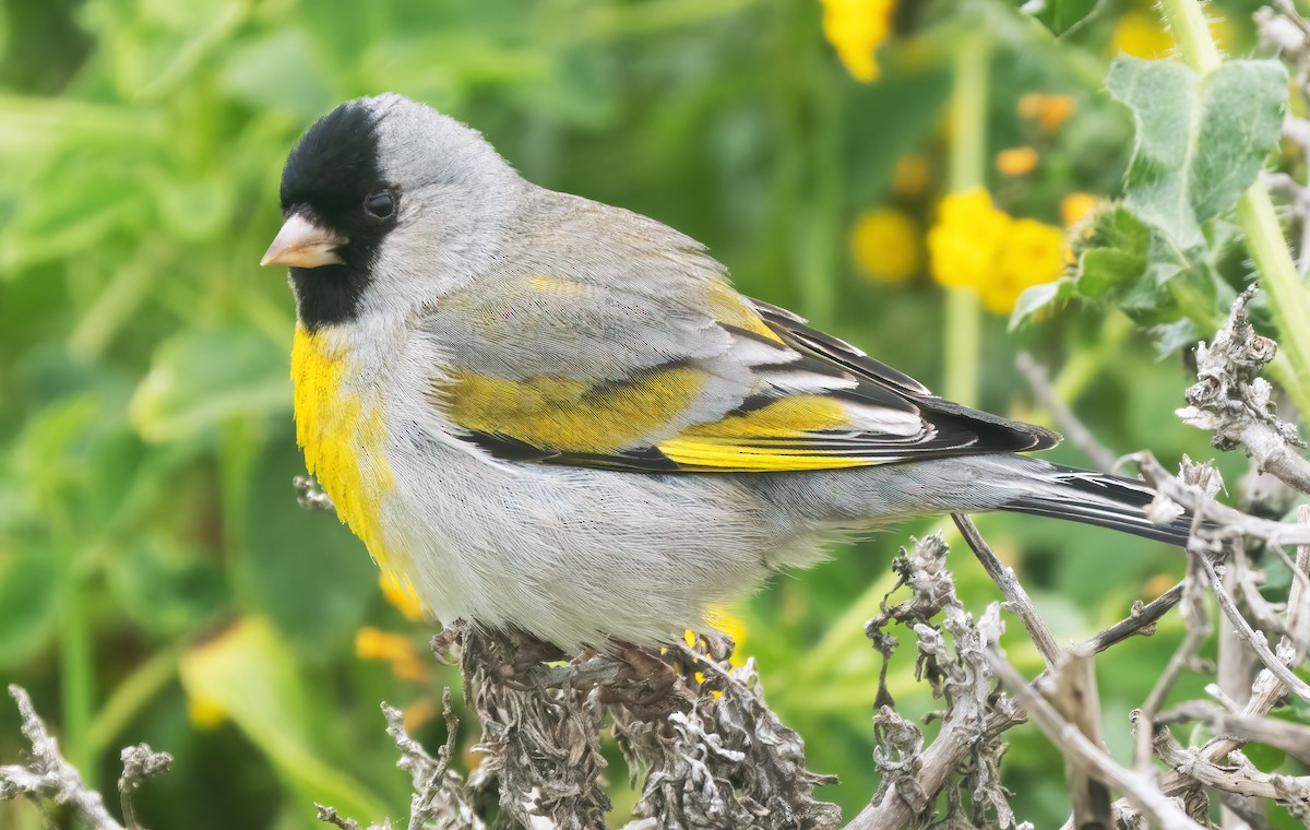 Lawrence's Goldfinch - ML617808009