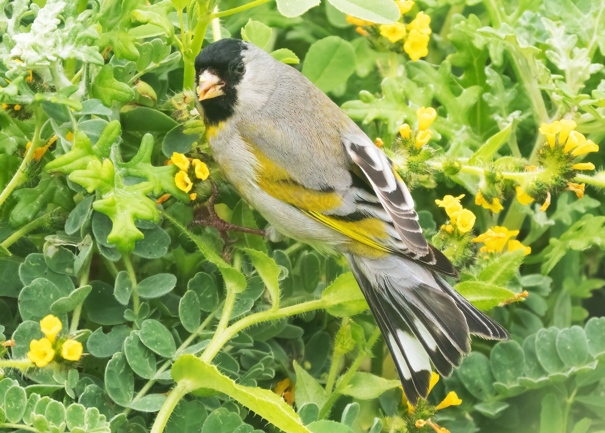 Lawrence's Goldfinch - ML617808011