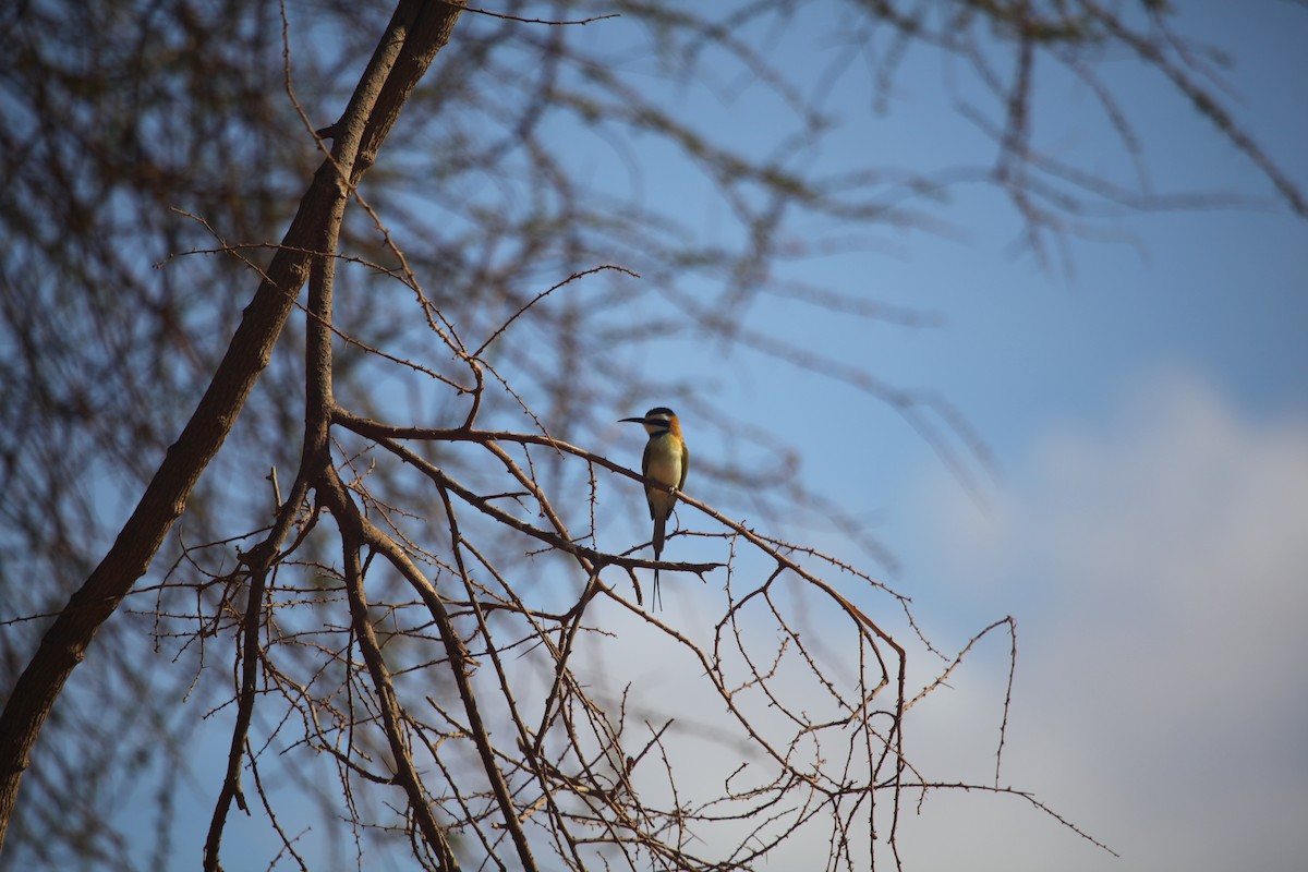 White-throated Bee-eater - Ray Yan