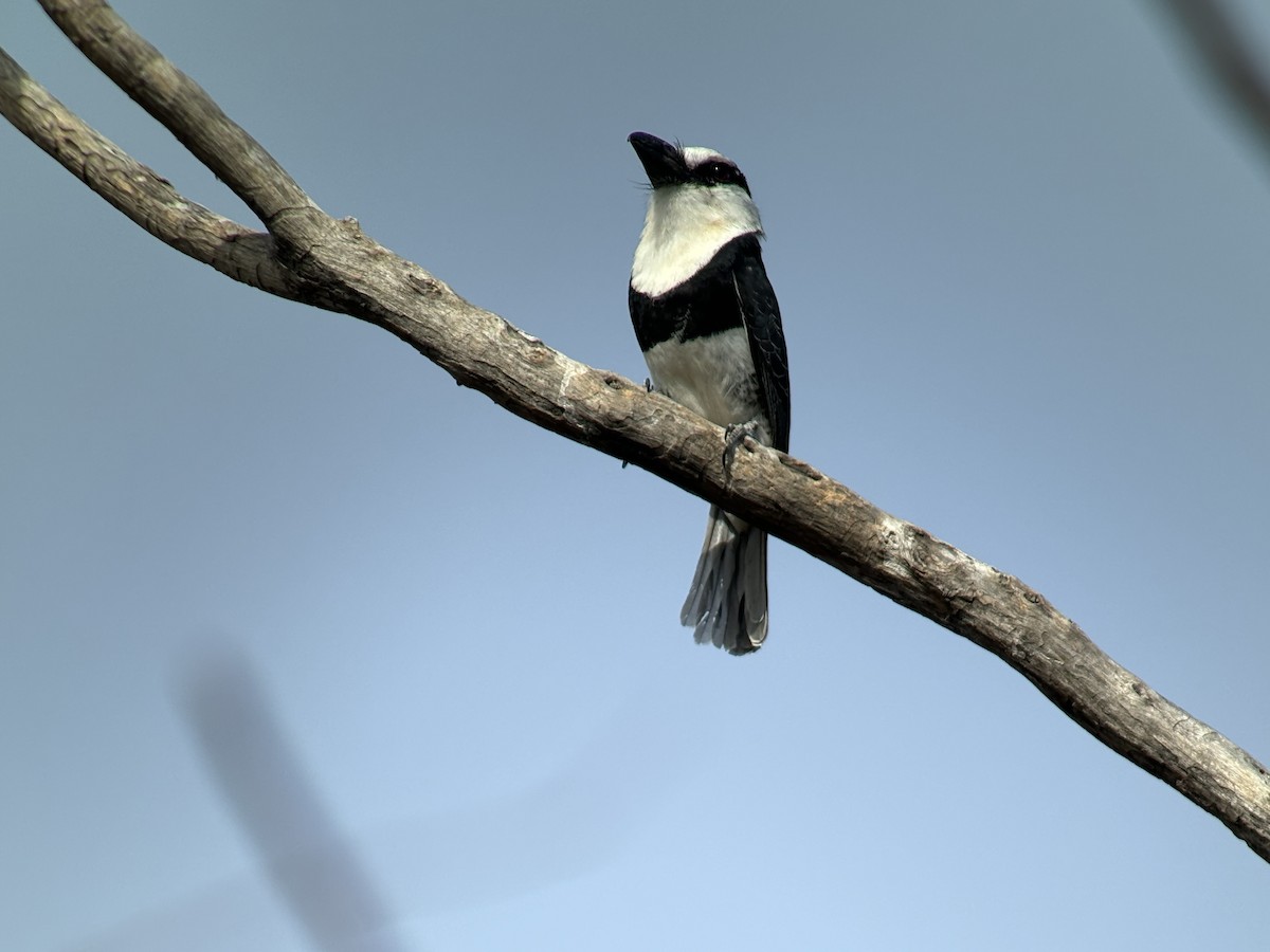 White-necked Puffbird - ML617808076