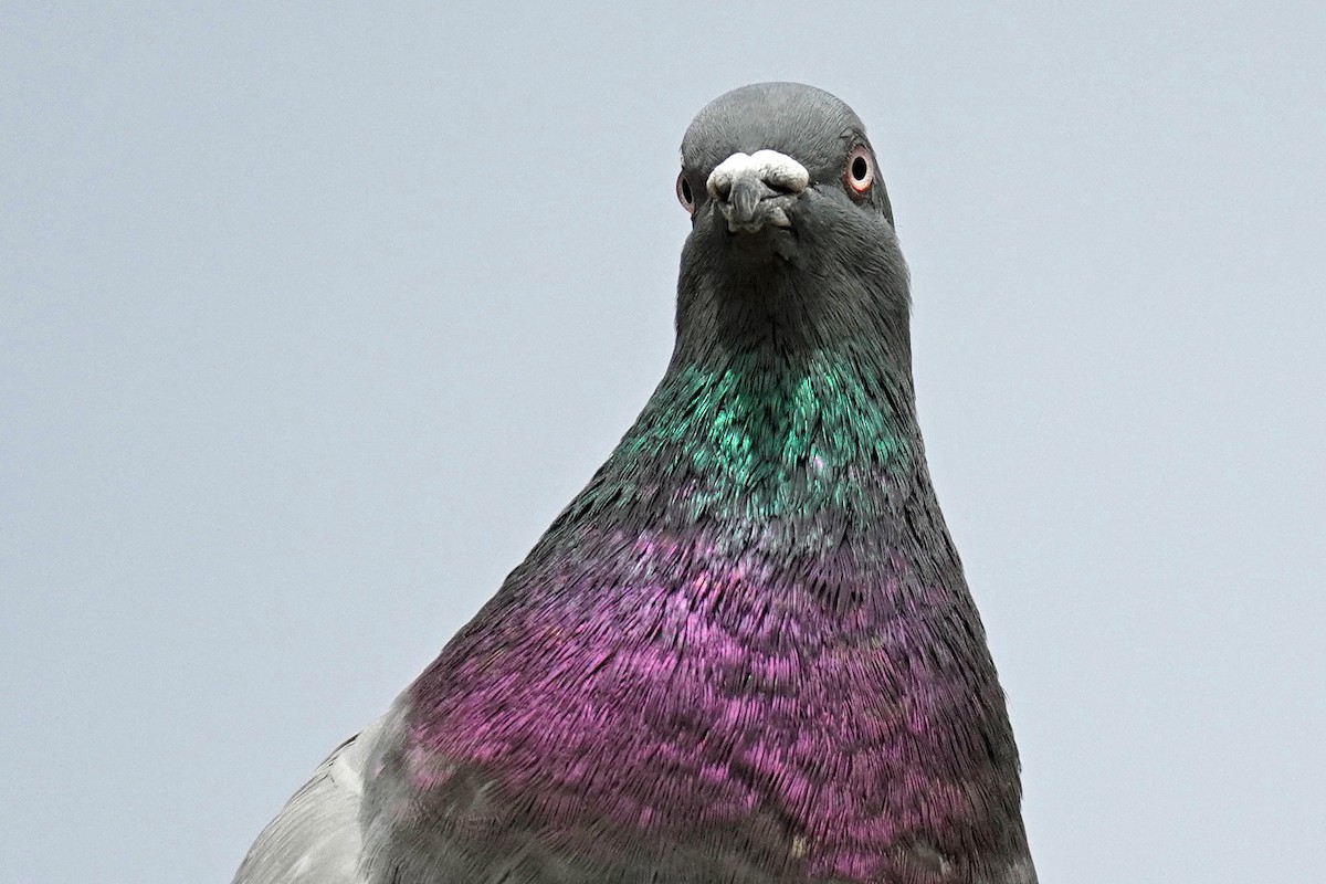 Rock Pigeon (Feral Pigeon) - ML617808110