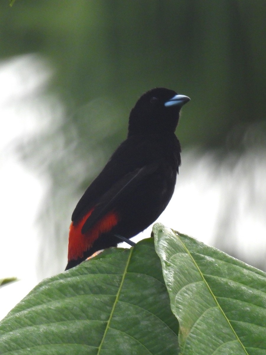 Scarlet-rumped Tanager (Passerini's) - ML617808131