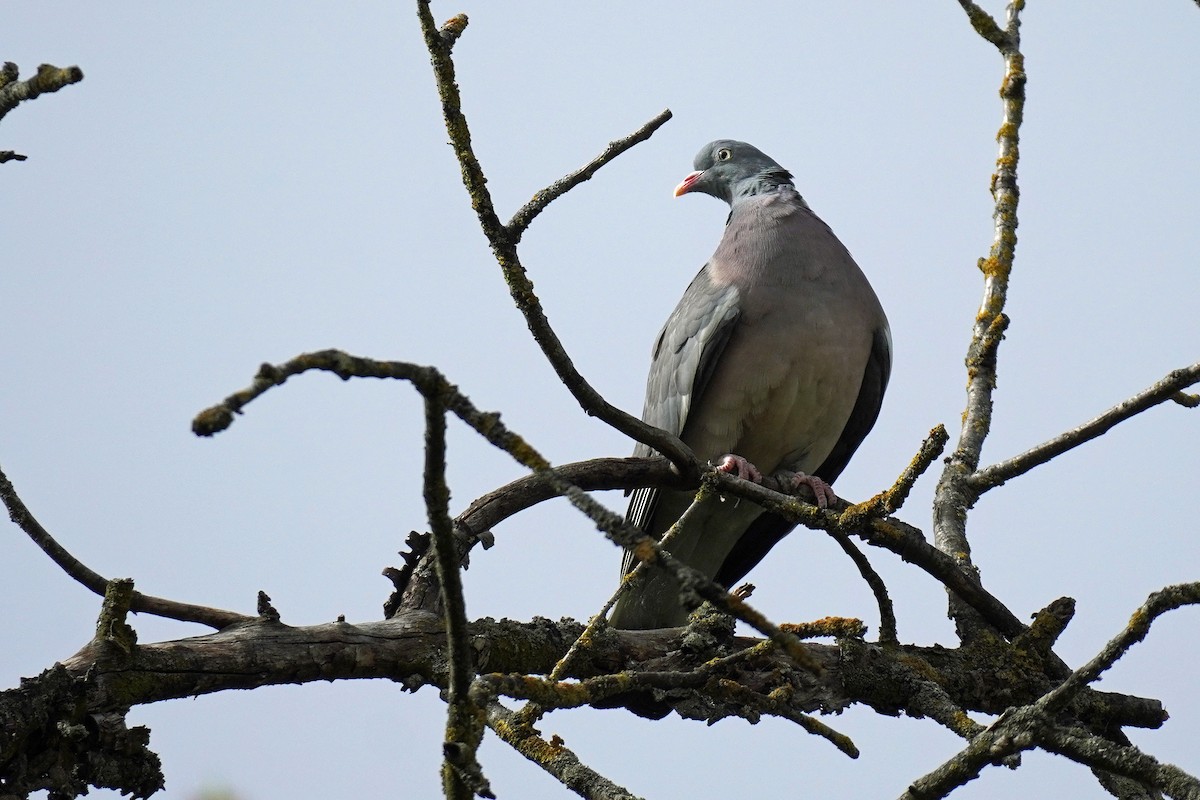 Common Wood-Pigeon - ML617808139