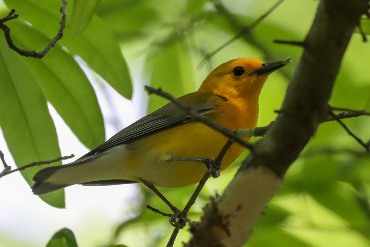 Prothonotary Warbler - ML617808165