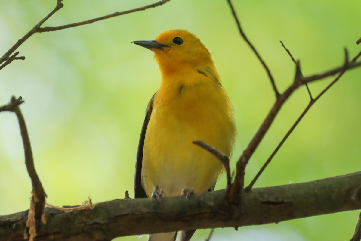 Prothonotary Warbler - ML617808166