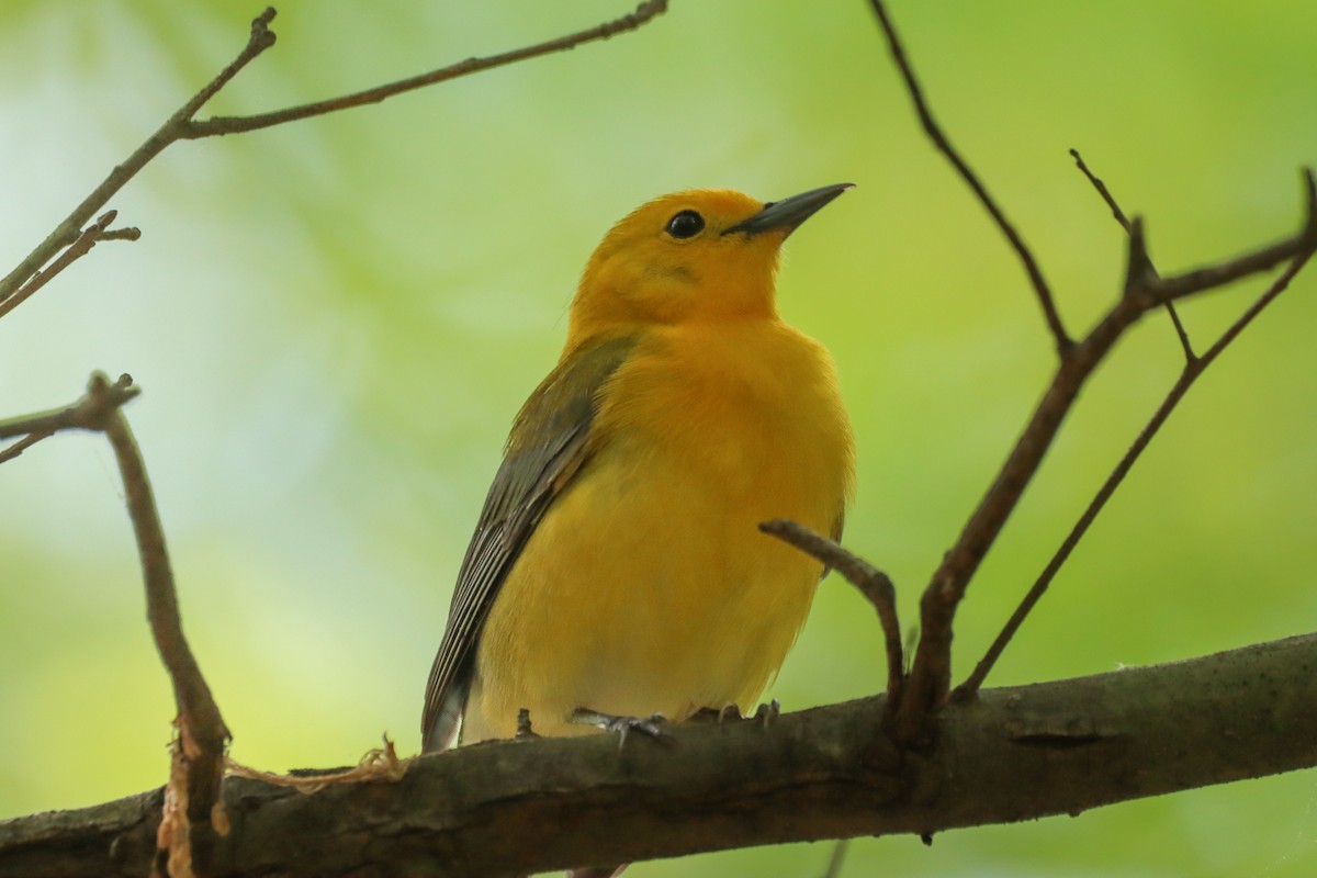 Prothonotary Warbler - ML617808167