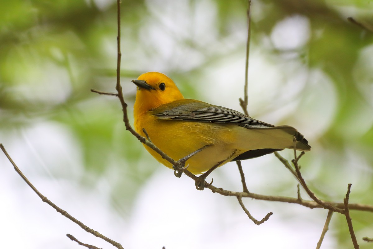 Prothonotary Warbler - ML617808168