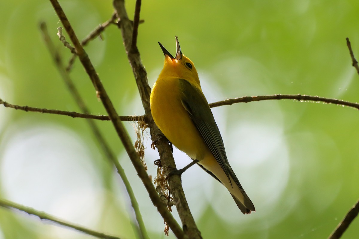 Prothonotary Warbler - ML617808169
