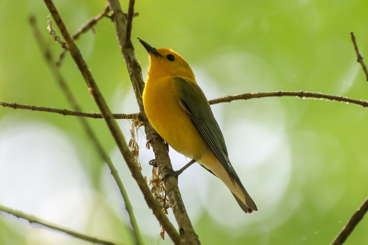 Prothonotary Warbler - ML617808170