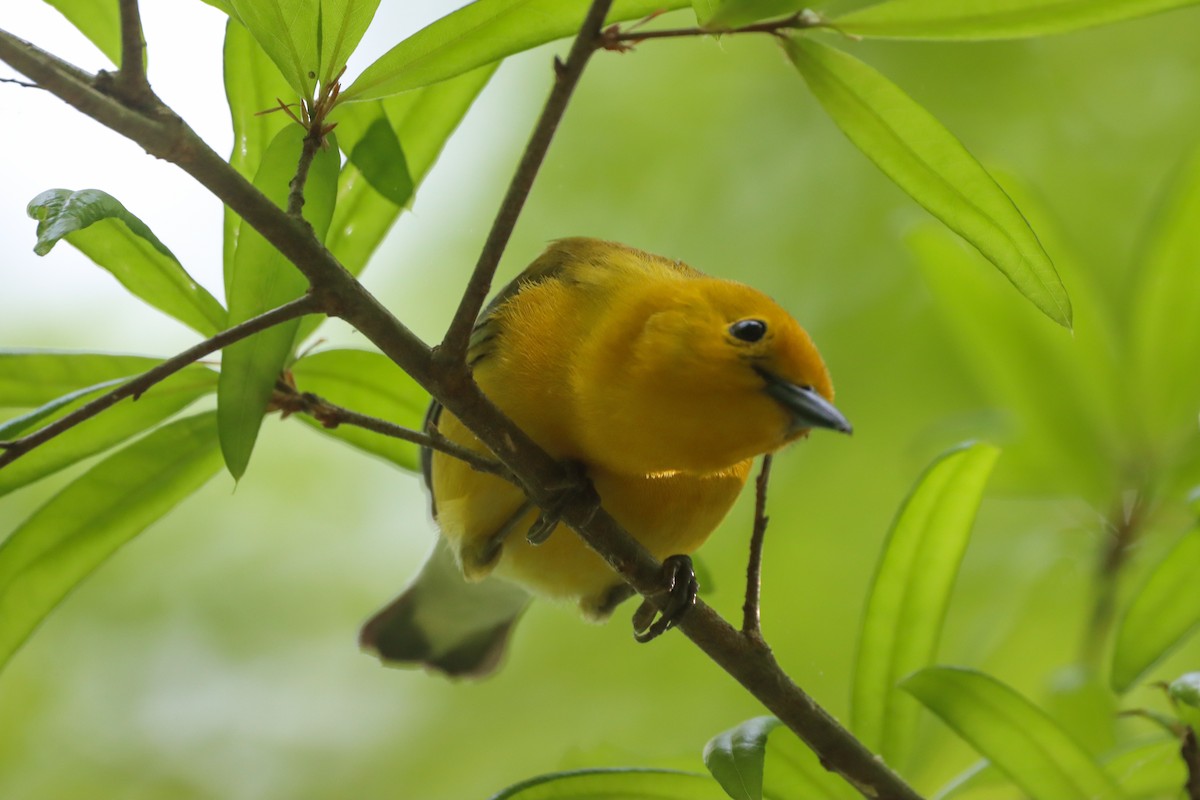 Prothonotary Warbler - ML617808171
