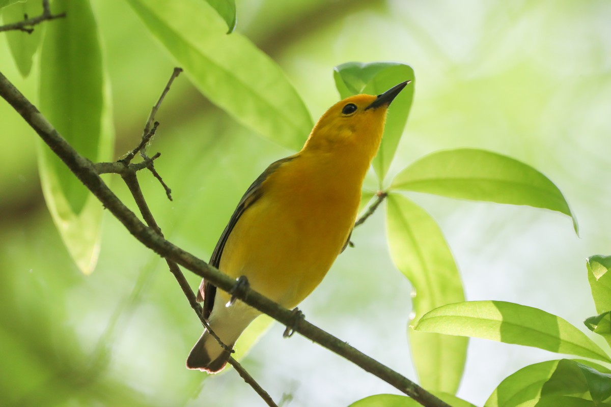 Prothonotary Warbler - ML617808173