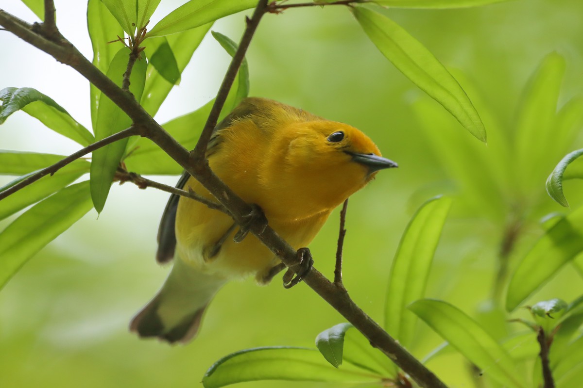 Prothonotary Warbler - ML617808174