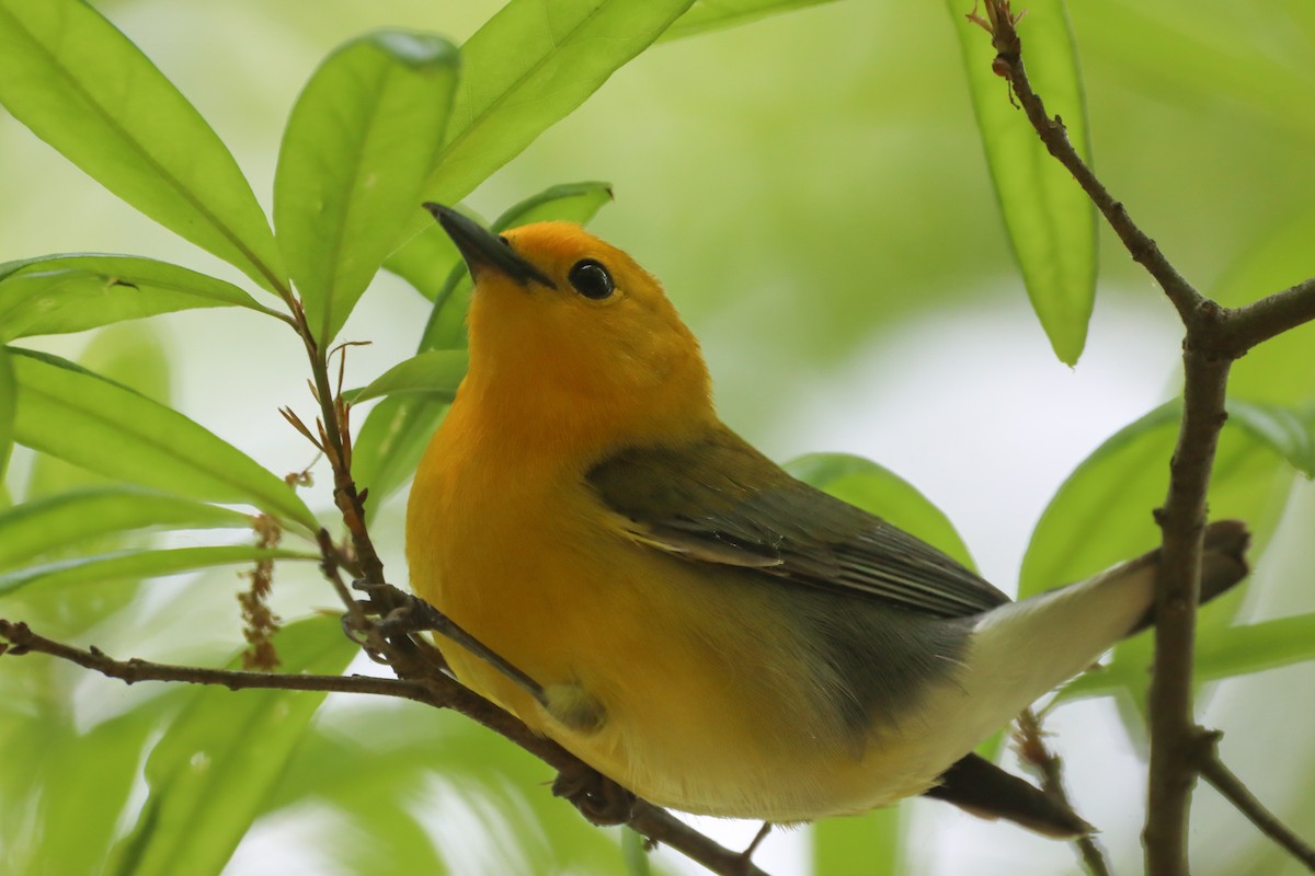 Prothonotary Warbler - ML617808175
