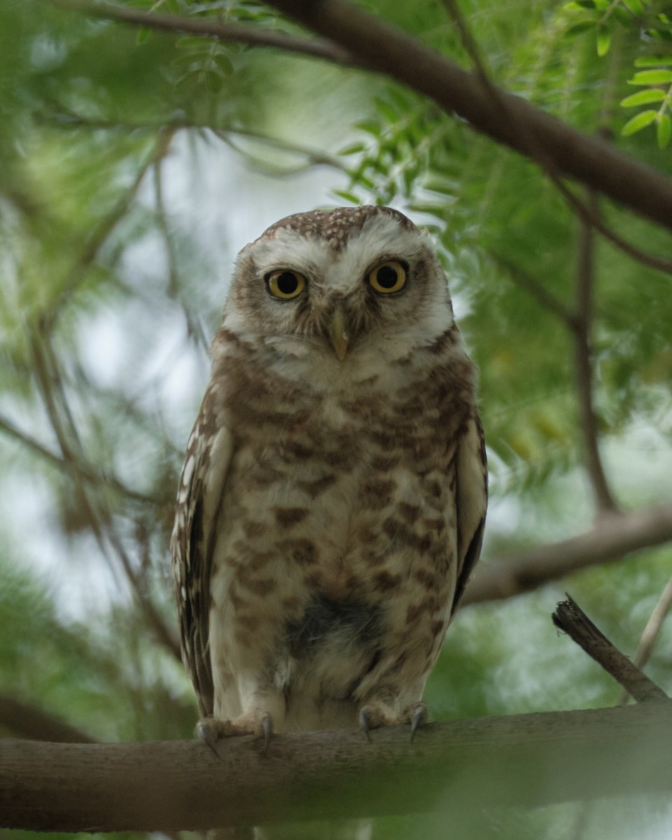 Spotted Owlet - Avinash Singh