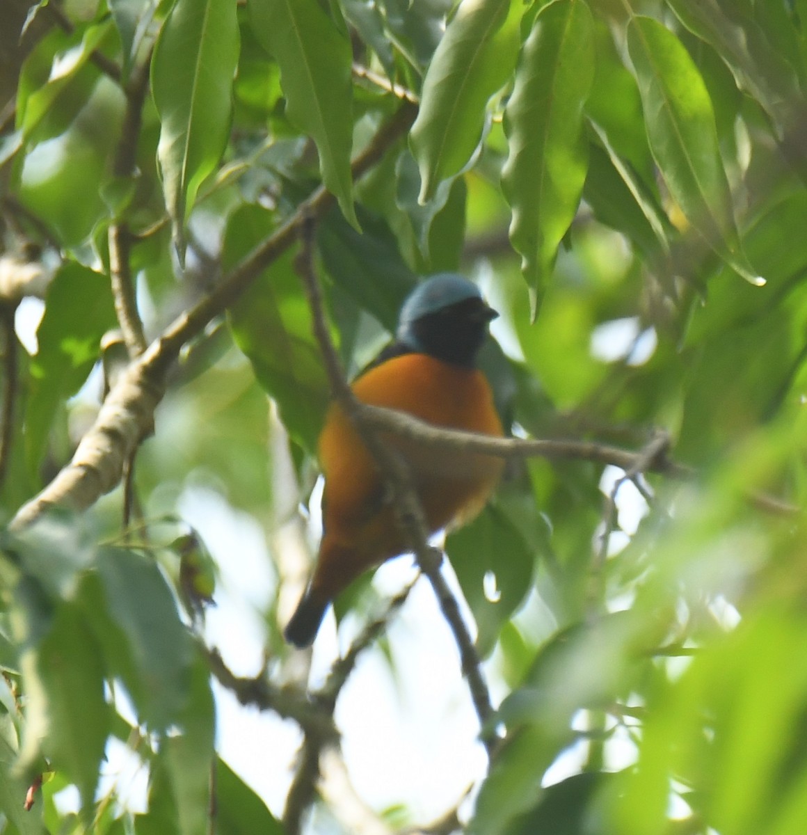 Elegant Euphonia - Leonardo Guzmán (Kingfisher Birdwatching Nuevo León)