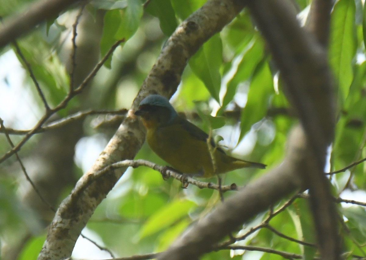 Elegant Euphonia - Leonardo Guzmán (Kingfisher Birdwatching Nuevo León)