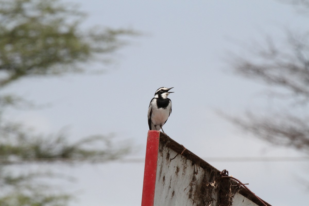 African Pied Wagtail - ML617808339