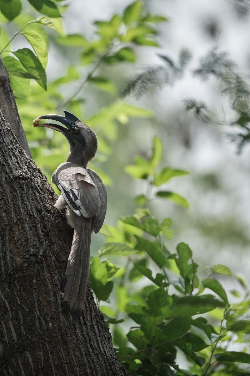 Indian Gray Hornbill - ML617808348