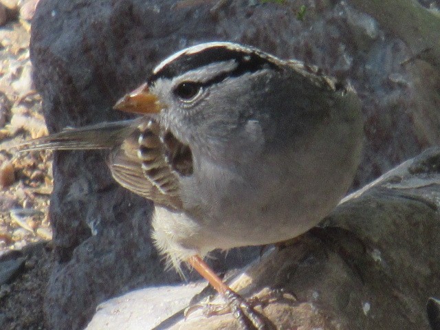 White-crowned Sparrow - ML617808354