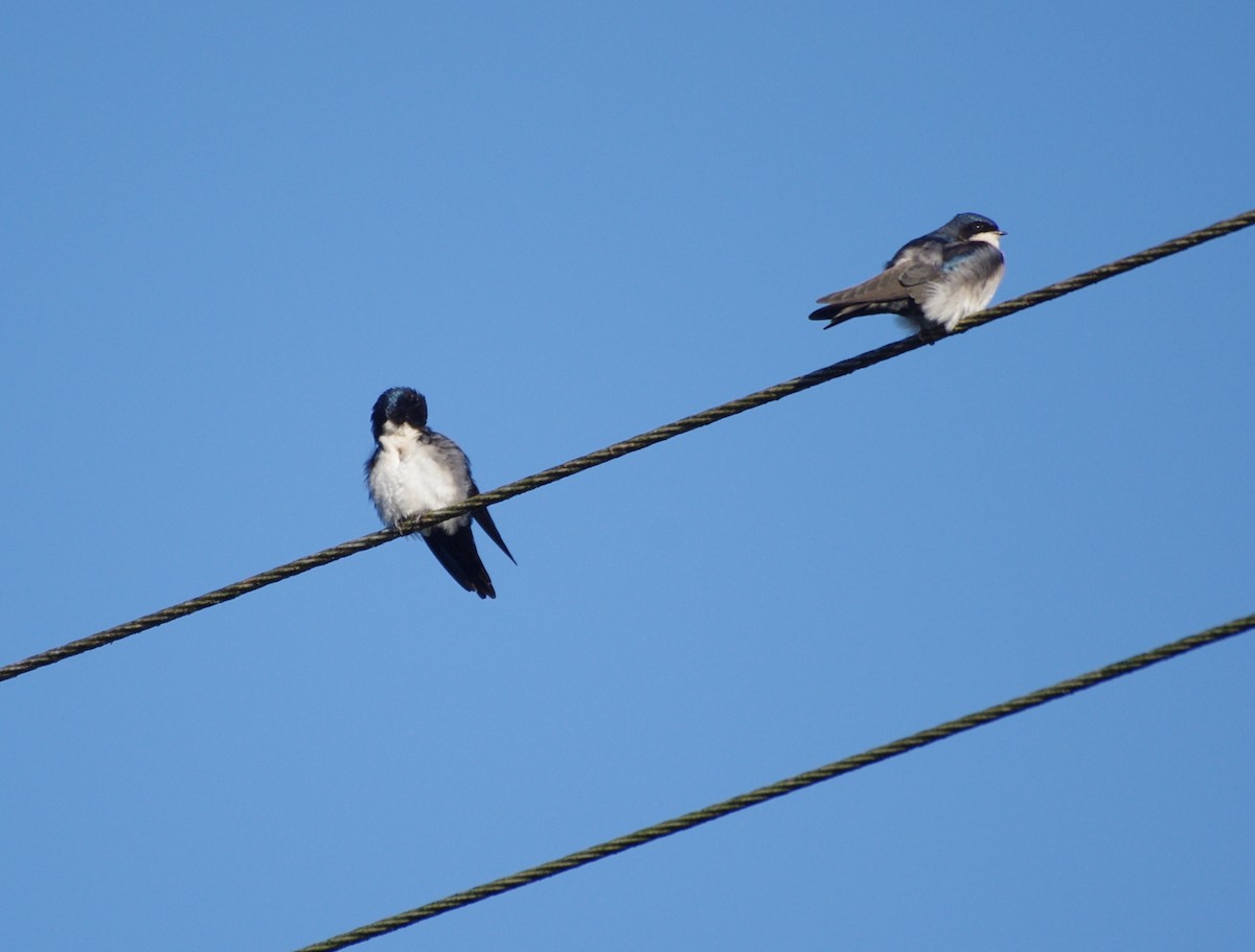 Blue-and-white Swallow - ML617808367