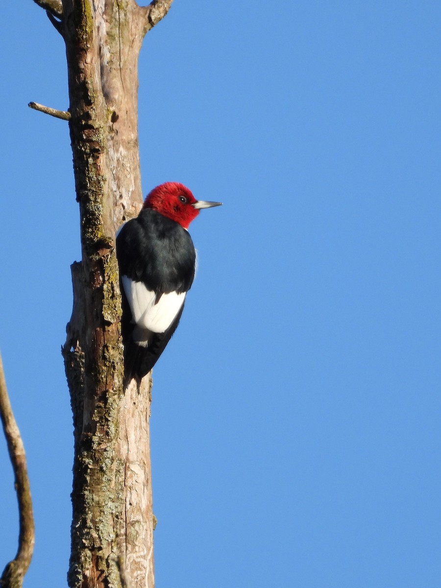 Red-headed Woodpecker - Amy Lyyski