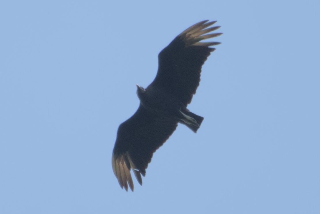 Black Vulture - ML617808475