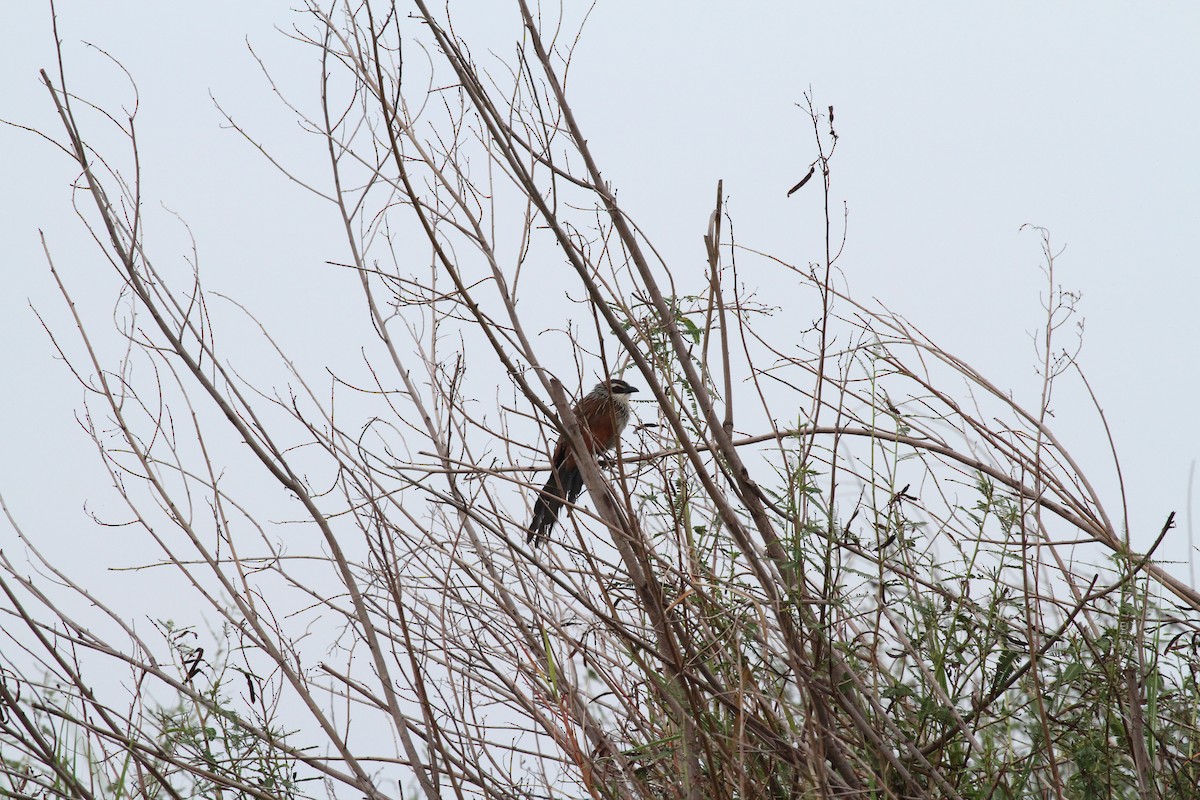White-browed Coucal - ML617808577