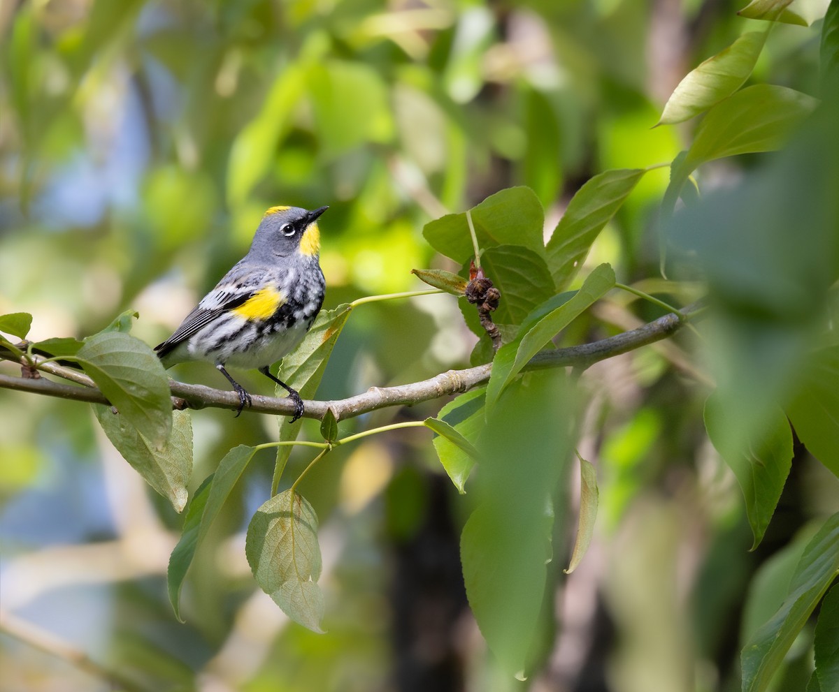 Yellow-rumped Warbler (Audubon's) - Ken Pitts