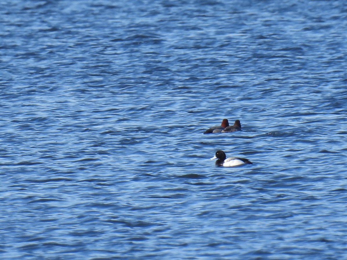 Greater Scaup - Janet Sippel