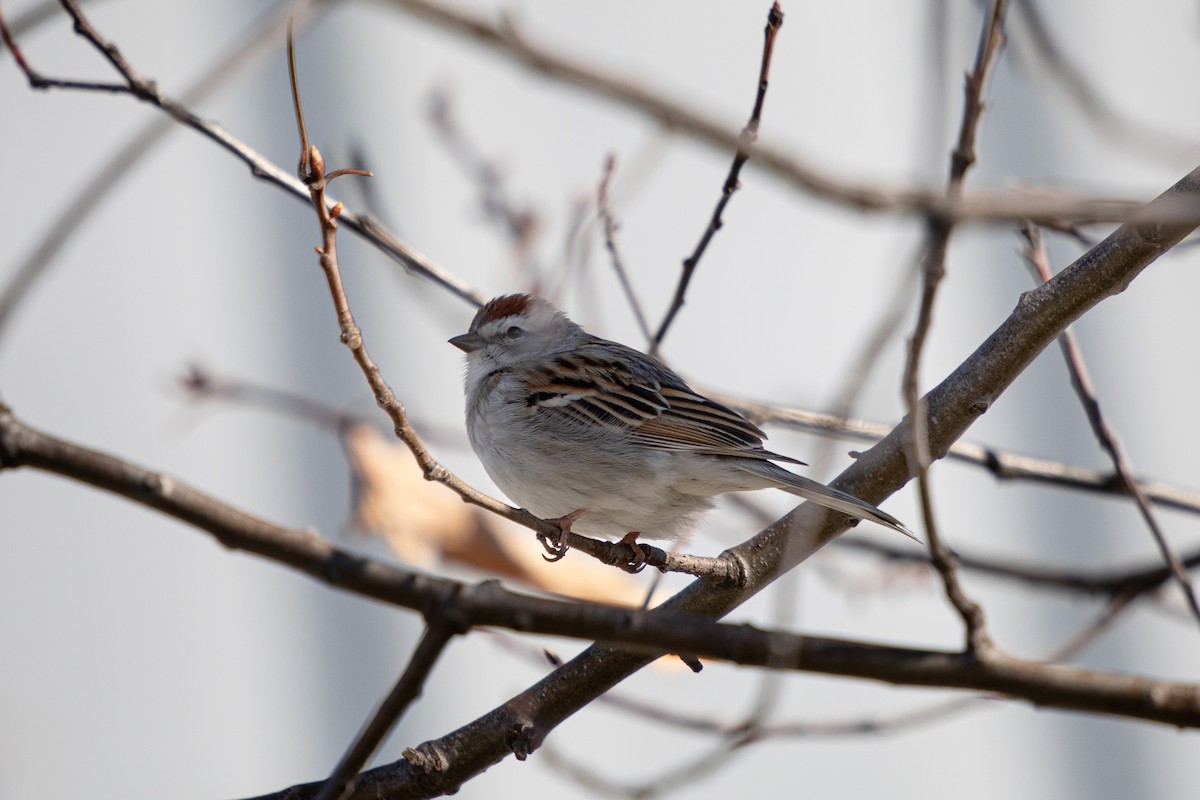 Chipping Sparrow - ML617808728