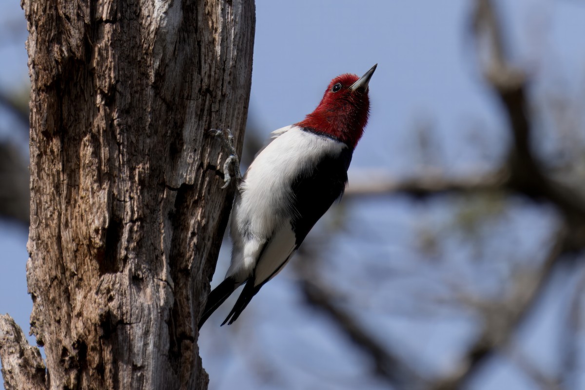Red-headed Woodpecker - ML617808847