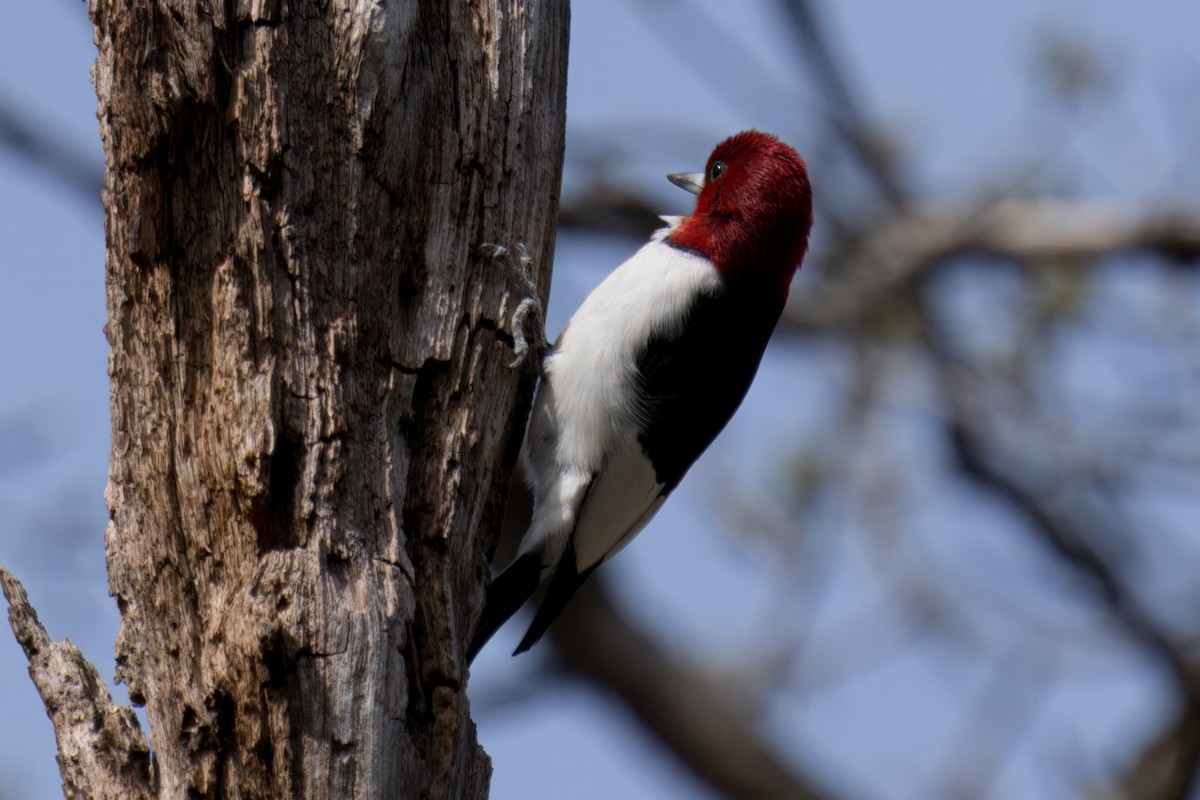 Red-headed Woodpecker - Paco Luengo