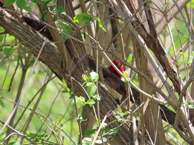 Red-headed Woodpecker - ML617808864