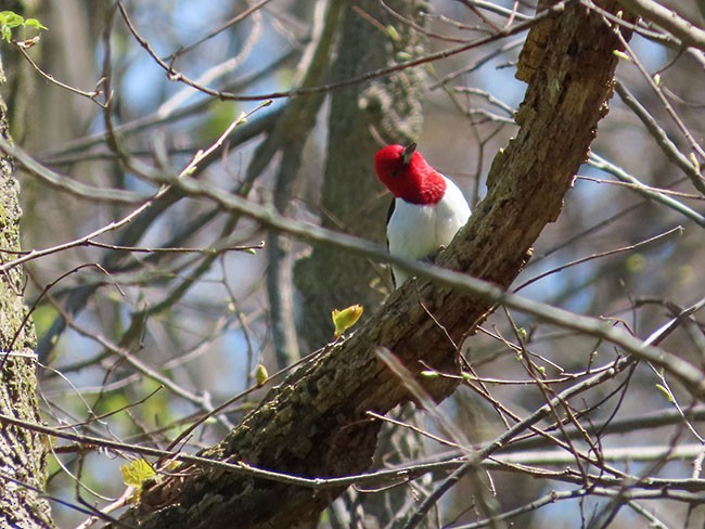 Red-headed Woodpecker - ML617808876