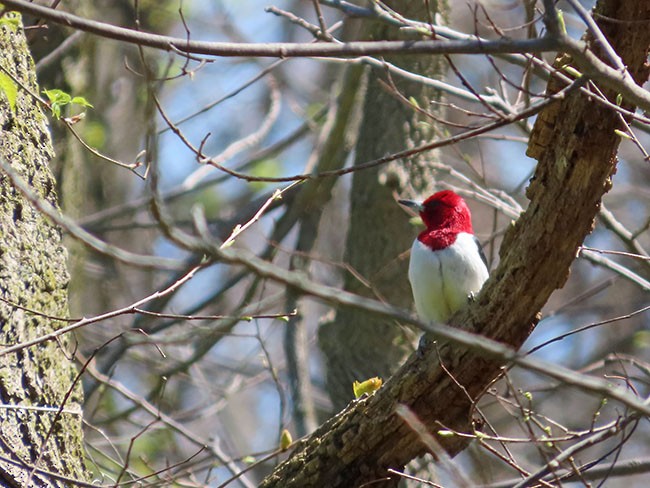 Red-headed Woodpecker - ML617808881