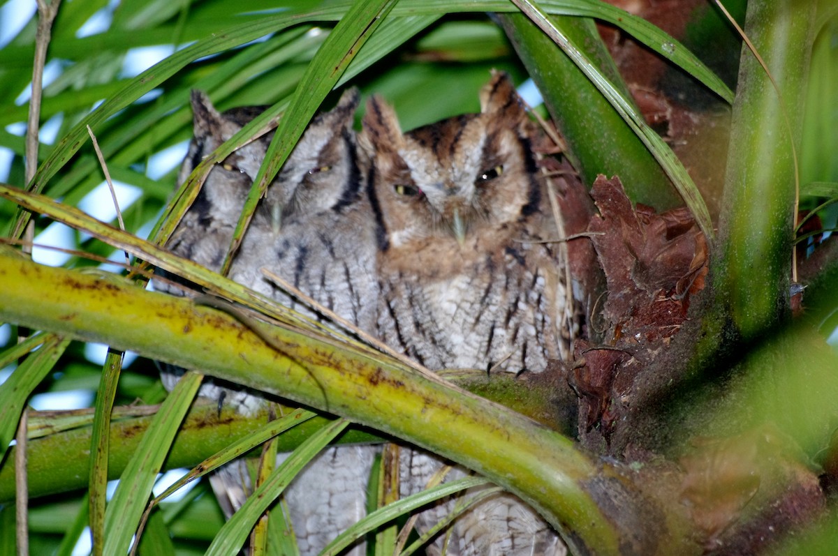Tropical Screech-Owl - Gisele Schoene
