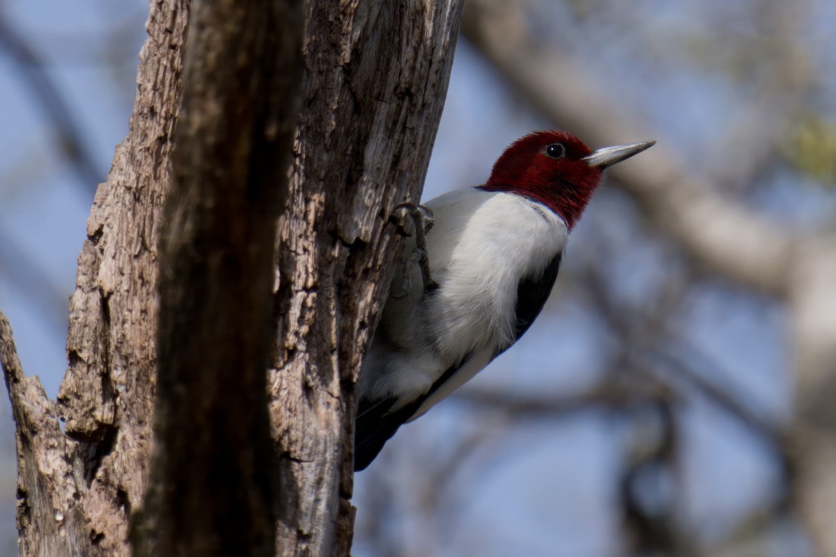 Red-headed Woodpecker - ML617808900
