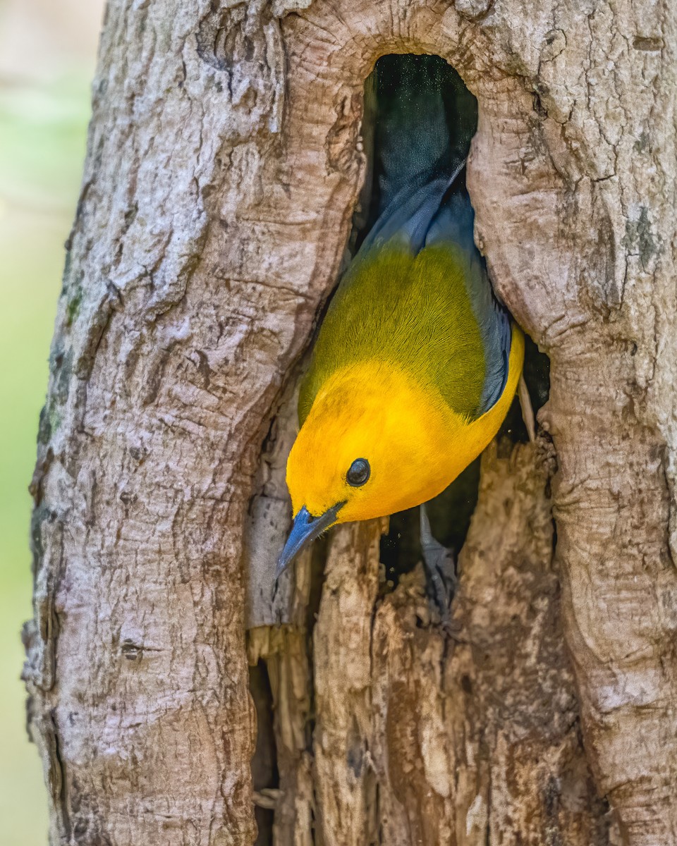 Prothonotary Warbler - ML617808920