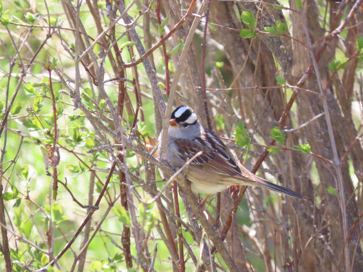 White-crowned Sparrow - ML617808930