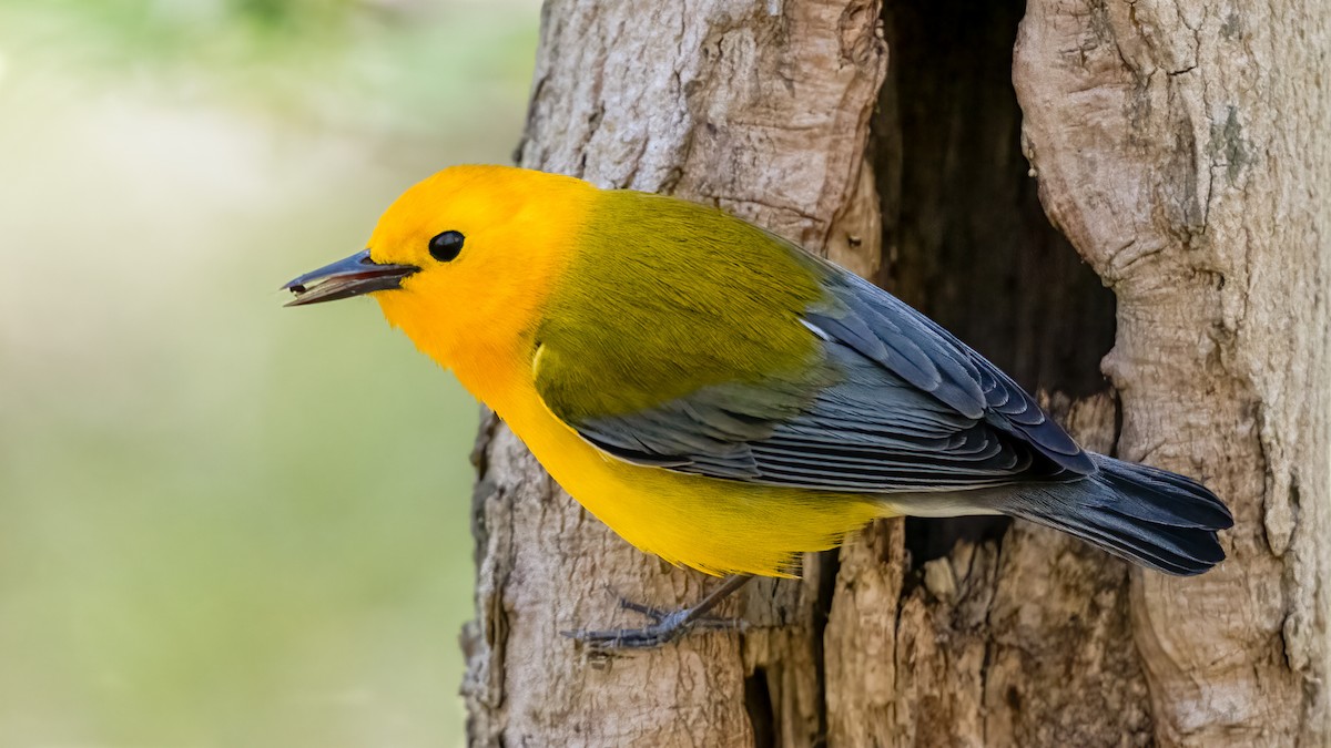 Prothonotary Warbler - ML617808933