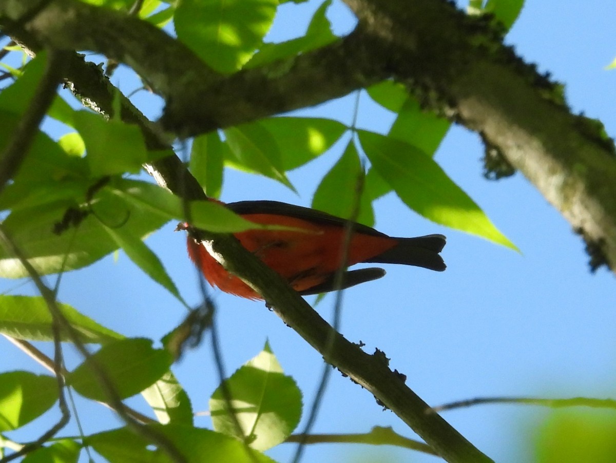 Scarlet Tanager - ML617808935