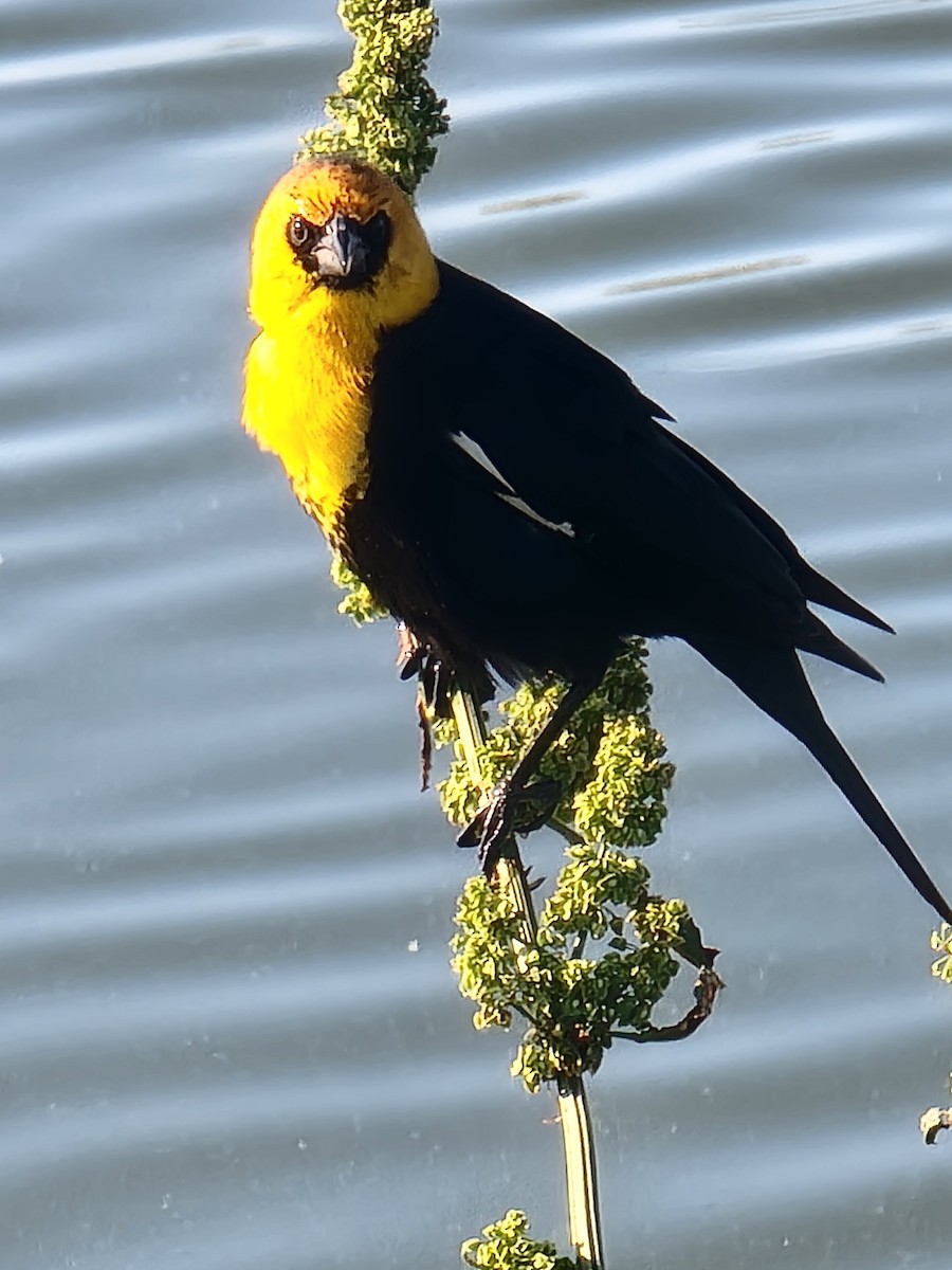 Yellow-headed Blackbird - ML617808983