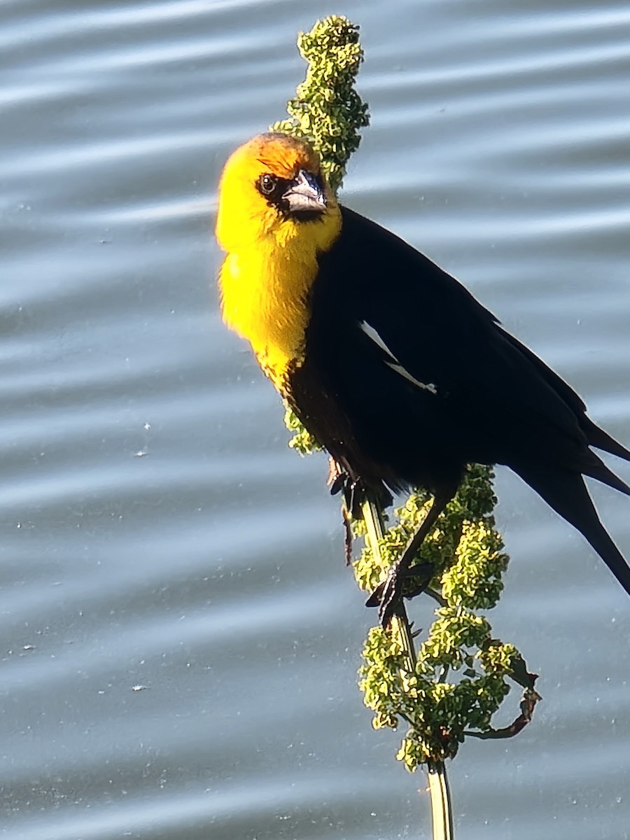 Yellow-headed Blackbird - ML617808985