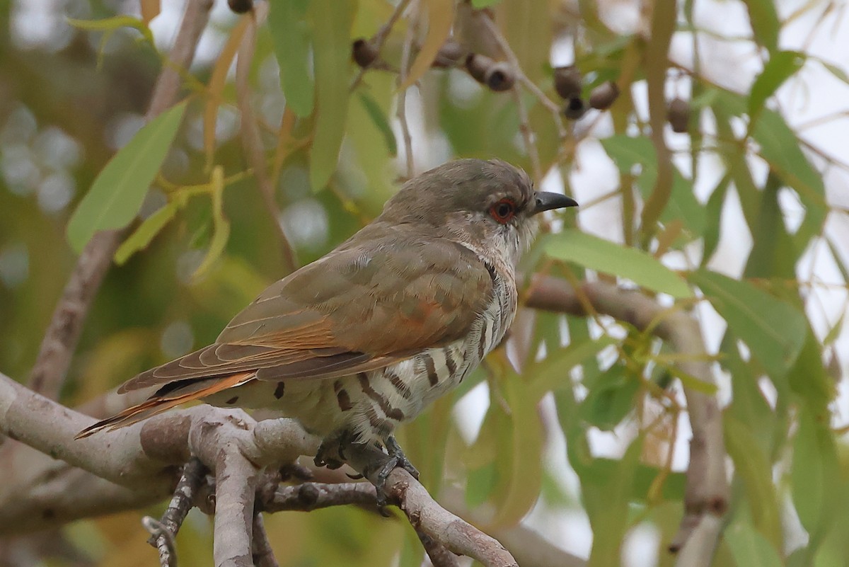 Little Bronze-Cuckoo (Gould's) - Tony Ashton