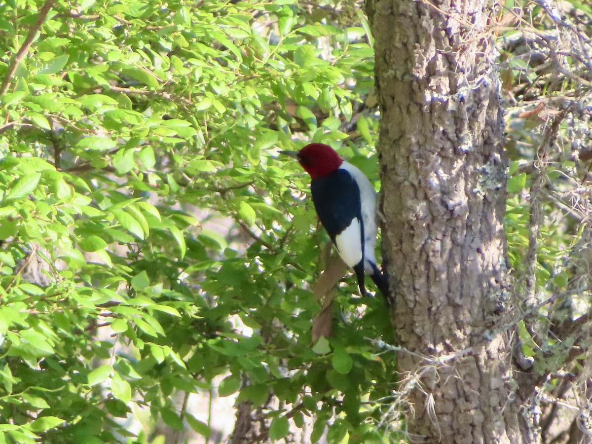 Red-headed Woodpecker - ML617809097