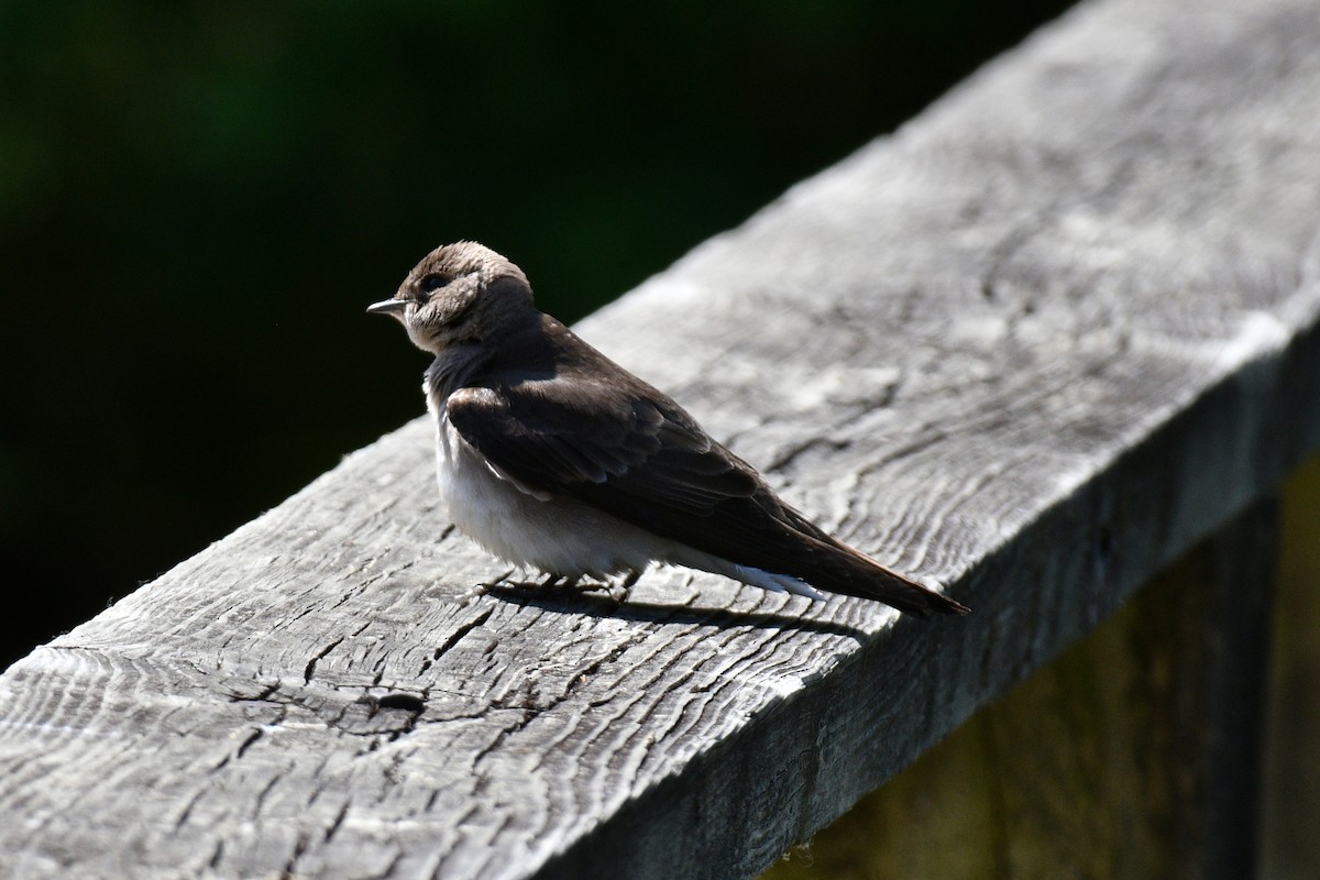Northern Rough-winged Swallow - Jim Ivett