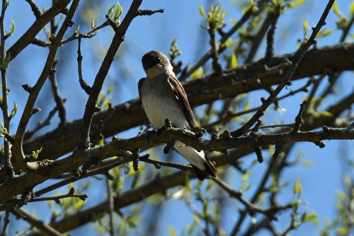 Northern Rough-winged Swallow - Jim Ivett