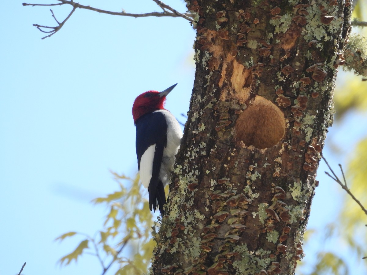 Red-headed Woodpecker - ML617809164
