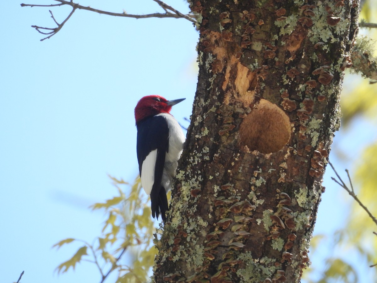 Red-headed Woodpecker - ML617809165
