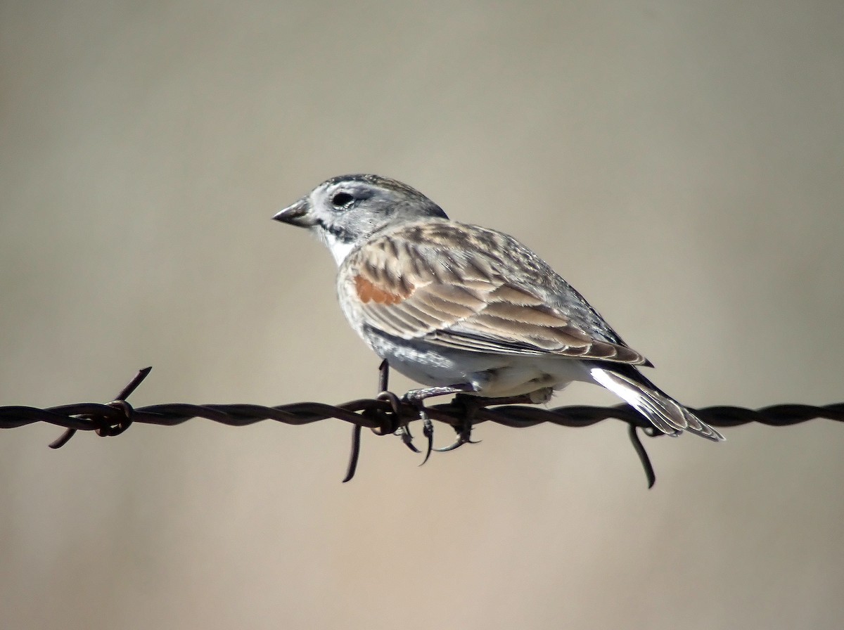 Thick-billed Longspur - ML617809171